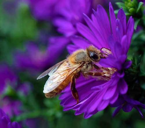 honey bee brown bee sticking on purple petaled flower in close-up photo insect